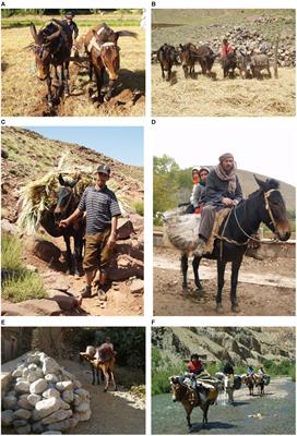 The history and welfare of working mules in the valleys of the Toubkal massif, in the High Atlas of Morocco